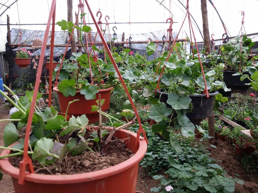 努沃勒埃利耶 Mangala Flora酒店 外观 照片